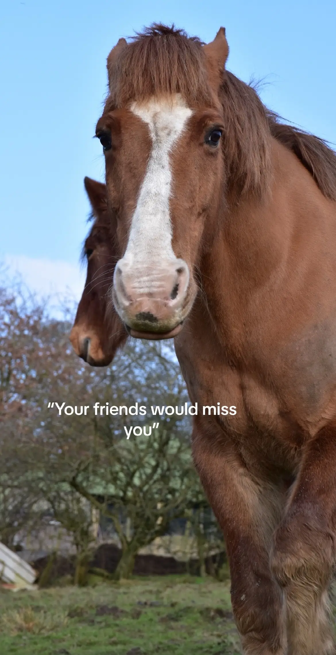 I would never leave them #horse 