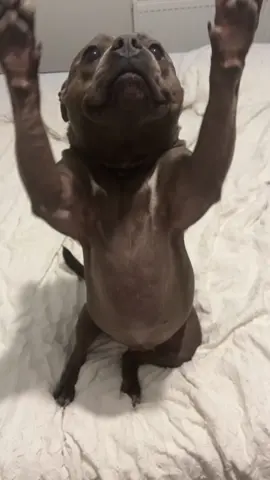 The seal is sorry x #fyp #foryou #dogs #dog #mybluegirlslife 