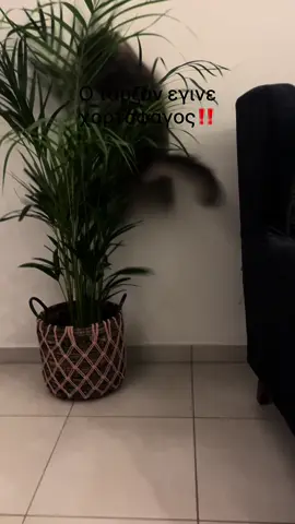 Έχουν τα αρσενικά γατιά περίοδο? ##fypシ