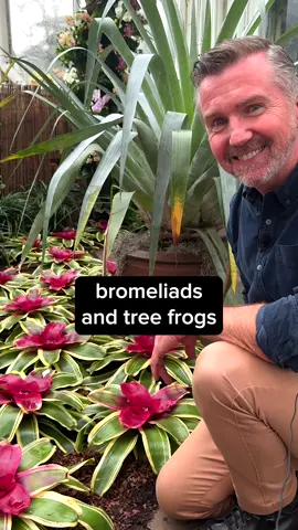 A guided tour of the NYBG Orchid Show: Part 5 ✨ Look down and you'll find some bromeliads growing at your feet—not where you'd typically find them! Bromeliads have a symbiotic relationship with tree frogs—as they typically grow in trees—by providing the frogs with small pools in which they can lay their eggs. Come check them out in person at the NYBG Orchid Show, where bros and bromeliads are welcome (but unfortunately no frogs, please 🐸). #orchid #orchidshow #plantart #thingstodoinnyc #plantsoftiktok 