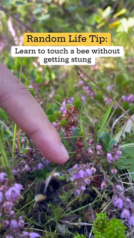 Bumblebees are cute because they don’t care if you touch them, but please lightly touch them on the butt :D #bees #cute #bubbletea #bubblebee #bumblebees #beesting #animal #spring #springday #springsummer #tips #lifetips #lifelessons #lifeofadventure #LifeIsGood #lifeisbeautiful #randomlifetips 
