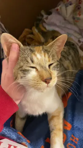 Welcome Miss Poppins! This sweet girl was living on the streets, just days away from giving birth. I’m so happy to foster her! Stay tuned for kittens! 😻 #cats #catrescuer #catlover #adoptdontshop #calico #cutecats #kittenrescue #spayneuter #houstontx #houstonrescue 