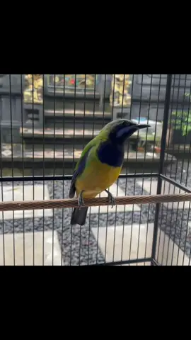 Suara kicauan cucak cungkok/kinoi untuk masteran. . . . . #JelajahRamadan #muraibatumania #murai #kicauanburung #burung #kicau #kicaumanianusantara #kicaumania #kicaumaniaindonesia #kicauburung #kicauanburungygmerdu #cucakijo #cucakijomania #kicaumania_indonesia #muraibatu #muraibatuindonesia 