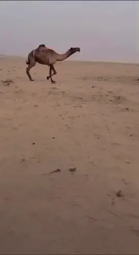 ابك جنب ياسونديي عن نحرها ابلنا اذكرو الله يمنع اخذ الفديو#سعدون_بن_فيصل@المنشد سعدون فيصل #الصفر #fypシ゚ #لايك__explore___ #entertainment #EntertainmentNewsPH #virall #تيك_توك #لايك_فولو #اكسبلور #الذود#البل_عطايا_الله #العتبان511 #virall #عتيبيه #العتيبي #الروقي #entertainmentnews #اكسبلورexplore 