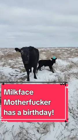 Happy birthday bitch! #calf #calvingseason #ranching #kansas #cowtok #agtok #calves #cowsoftiktok #happybirthdaybitch 