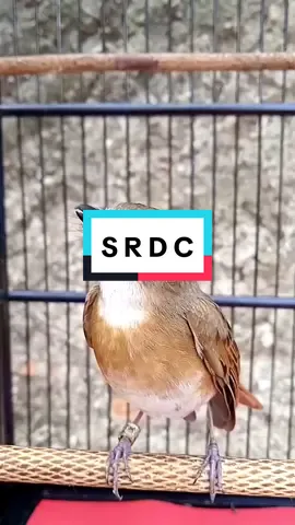 SRDC #srdcgacor #srdcfullisian #bird #burung #kicaumania #suaraburung #CapCut #arkaan #vitaminburung 