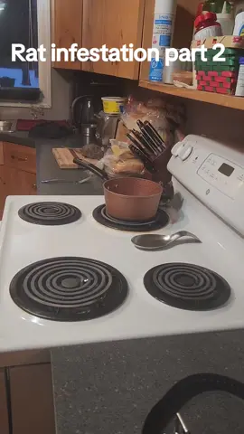 Rats... Rats everywhere  #funnypets #ratproblems #ratsoftiktok #ratsoftiktok #pets #chaospotato #ratmom #infested #justkidding #fyp #foryou #cute 