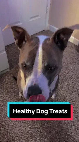 Kick those unhealthy ingredients to the curb! 🚫🧪 #dogtreats #dogsoftiktok #dogs #PetsOfTikTok #cutedogs 