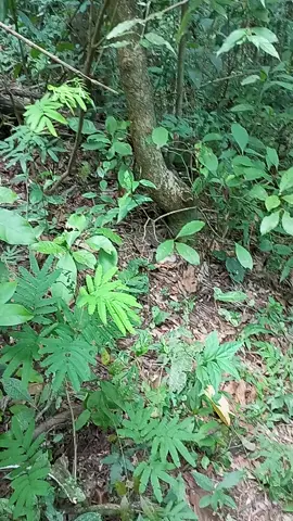 #cascavel #jararaca #serpentes  #mata #sitio #fazenda #trilha #roça 