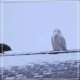 ironic because they're natural enemies #owl #snowowl #crow #animals #dynamic #fyp #fypシ #viral #cute 