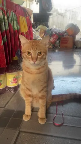 Màu Cam mà còn tên Cam nữa. Tai tiếng x2 🥲 #meo #mèo #mèota #cat 