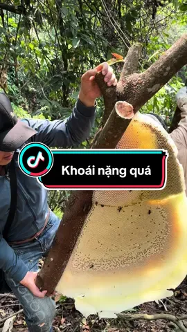 #dacsanbanem1983 #dacsanvungcao_taybac #dacsanvungmien #matongrung #matongkhoai #matongruoi #matong tổ khoái nguyên cành nè các bác ơi. Bác nào có nhu cầu mua mật khoái chuẩn thì vào trong giỏ hàng nhé ah.