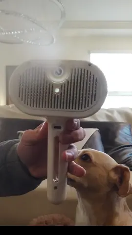 linkoln loves how the steam brush feels on his head lol #shedding #dogs #doggrooming #steambrush #tiktokshop #sheddingseason 