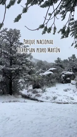 Hermosa experiencia❄️ 🌲#paratiiiiiiiiiiiiiiiiiiiiiiiiiiiiiii #parquenacional #sierrasanpedromartir❄⛄ 