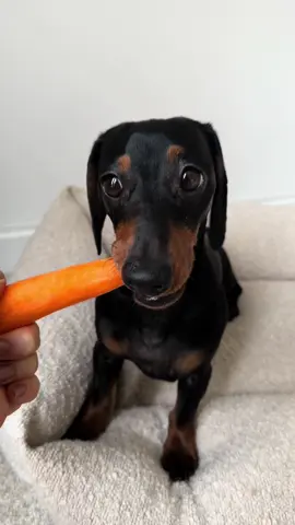 Myla doing her best rabbit inpression 🥕 #fyp #asmr #dog #dachshund #foryou #asmrsounds #foryourpage #dogs #cute #puppy #puppylove #doxie #teckel 