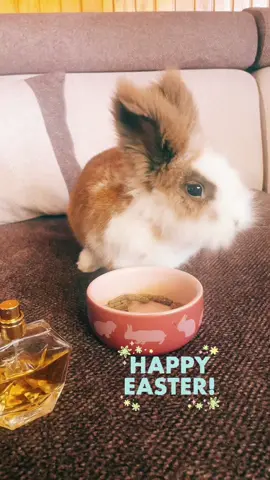 Kellemes Húsvét Pötyikével!☺️😱 #nyuszim💙🐰🤍 #nyuszivalazélet #húsvét 