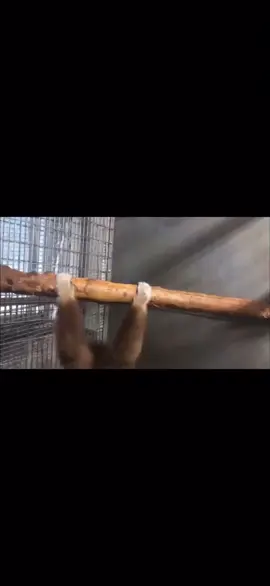 #monkey #monke #monkeyspinning #fyp #viral 