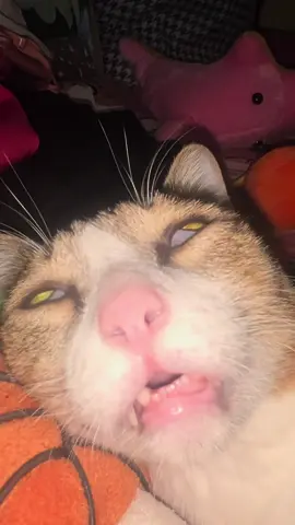 Nay chủ nhật cho ngủ đã hen #xuhuong #cat #meow #troll 