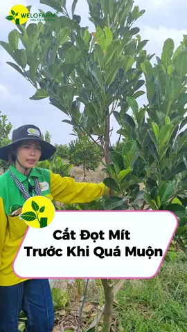 Cắt Đọt Mít Trước Khi Quá Muộn?????? #mitruotdo #kythuattrongcay #mit #muacaygiongchatluongvetrong #caygiong 