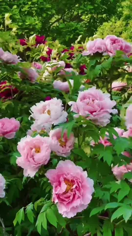 #flowers #scenery #garden 💖❤️‍🩹💝💗💞💞❤️‍🔥💐🌺❤️‍🩹❤️‍🔥💐🧡