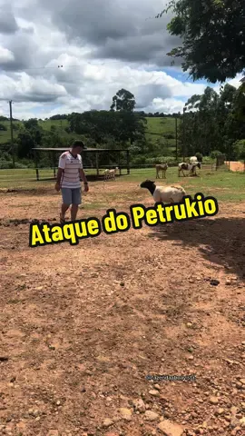 Petrúkio ataca novamente 🐑😂😂