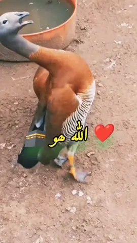 🕋 اللّٰہ ھو 🕋 اللّٰہ ھو 🕋 اللّٰہ ھو 🕋 اللّٰہ ھو 🕋 اللّٰہ ھو 🕋 اللّٰہ ھو 🕋 اللّٰہ ھو 🕋 #allah hoo#viral#foryou #foryoupage #growaccount #fyeシ #fyepageforyou 