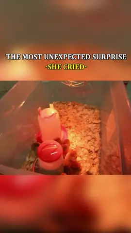 The Most Unexpected SURPRISE -SHE CRIED- Part 5  #shaneandliana #foryou  #shorts  #shaneandliana8