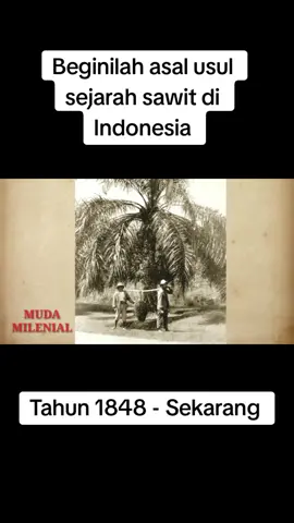 Beginilah asal usul sejarah kelapa sawit di Indonesia #viral #fyp #sawitontiktok #sawitindonesia #sawitbelanda #asahan #labura #batubara_sumut #medan 
