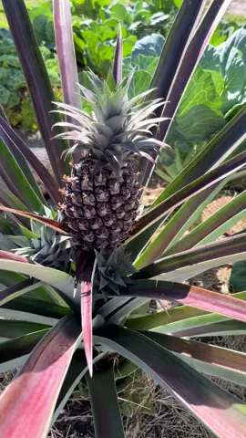 Wow 6 pineapple 🍍 pups on one pineapple plant 😲😲 this is crazy! Blessings 🙌🏾🍍💛🧡