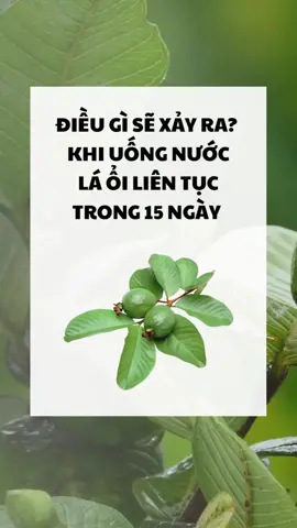Điều gì sẽ xảy ra khi uống lá ổi ? #meodangian #meohay🇻🇳🇧🇷 #baithuocdangian #baithuochay #suckhoechomoinguoi #xuhuong 