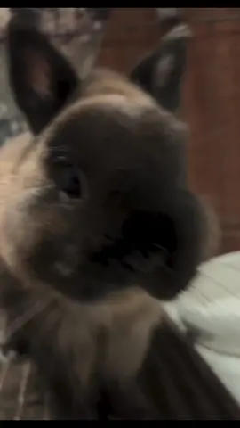 Buggs gotta relax… evil ass laugh #rabbit #rabbitsoftiktok #tiktok #animals #laugh #laughter #funny #life #pet #PetsOfTikTok #pets 