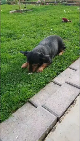 #fypage #fyp #foryou #gartenzeit #fy #foryoupageofficiall #fypシ゚viral🖤tiktok #fypシ゚viral #foryourpage #hundeliebe #bestefreundin #loveyou #pinscher 