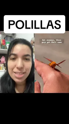 #dúo con @Talalovesyou #moth ✨ polilla cheeto ✨ #latocino #humor #polilla #animalitos  