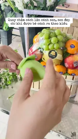 Cách lận cánh sen quan âm rất dễ ai cùng có thể tự làm được nè. Các bạn có thể mua sen về đã biết cách và tự làm 1 bình hoa sen dâng cúng Phật nha Còn em thì em cắm giỏ trái cây mix hoa sen cho khách đi viếng ở Vườn Lài, Tân Phú, HCM nè #phuc369flower #hoasen #tiktok 