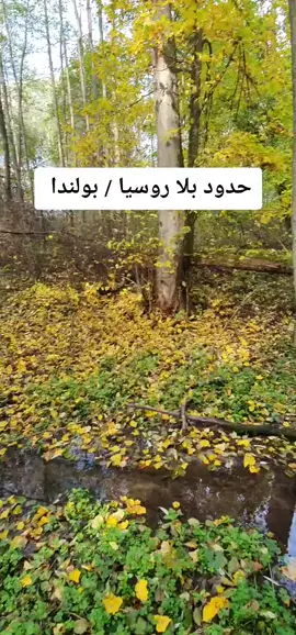 من ذكريات الغابه بلاروسيا # بولاندا طبعا يلي بده يدخل علا اروباء بيمر علا هاي الغابات وراح يشرب من ذا المستنقعات يلي احنا شربنا منه  الله علا ايام 
