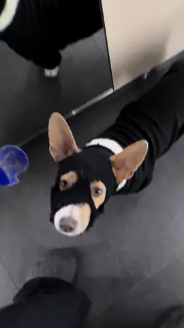 Mission récupération de la balle de Monday mode incognito 😭🎾🐶