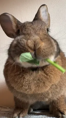 No Easter eggs today because this cute Easter bunny is busy 😆 #chonkosaurus #continentalgiant #indoorbunny #rabbitsoftiktok #PetsOfTikTok #cutepets #fypシ゚ #yummyinmytummy 