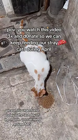 #gofundmecat #kittenrescuestory #feedmycat #catstiktok #rescuecat #rescueanimals #catsofinstagram #catstok #tabbycat #catstiktok #cattiktoker #kittentok #orangecat 