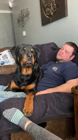 And that was the last time she threw bugles to him 😂 #rottweiler #lapdog 