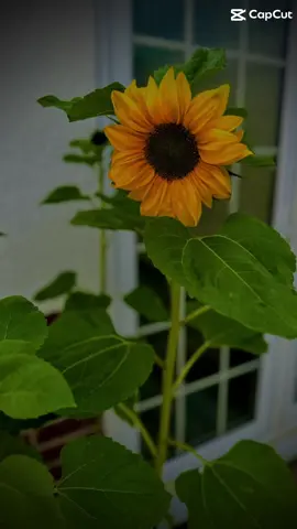 Allah❤️❤️❤️❤️❤️❤️#❤️❤️❤️❤️❤️❤️❤️❤️❤️❤️❤️❤️❤️❤️❤️ #CapCut 