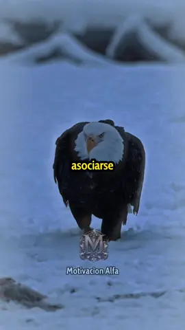 Asociate con ganadores #motivacion #exito #disciplina #sueños #fyp 