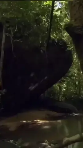 picathartes adalah burung kepala botak yg setia..  #birds #animalsoftiktok #hewan #animal #tiktoknews #everyone #tiktok 