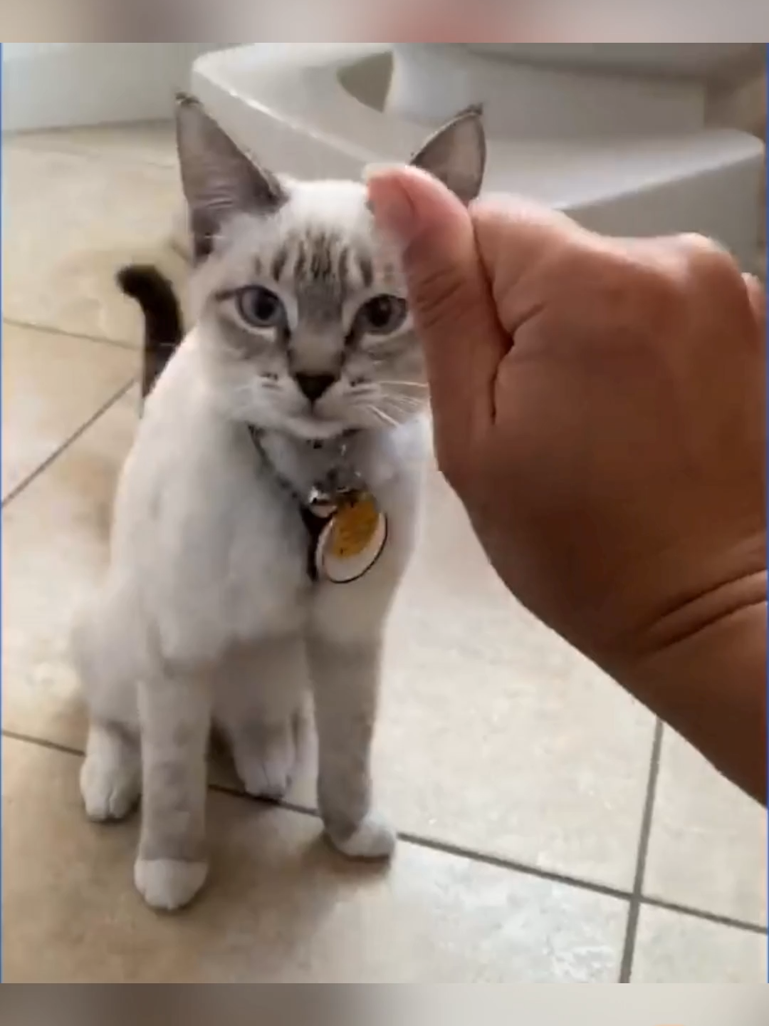 Cute Little Puffs #cutekitty #cutekittycat #kitty #kitten #kittensoftiktok #kittens #kittenlove #catlover #cat #fyp #fup #kittypet #catpet
