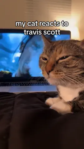 i dont see many people talking about this banger anymore so i had to put her on 🔥🙏 #travisscott #utopia #cats #hiphop #rap #raptok #cat #catsoftiktok #fyp