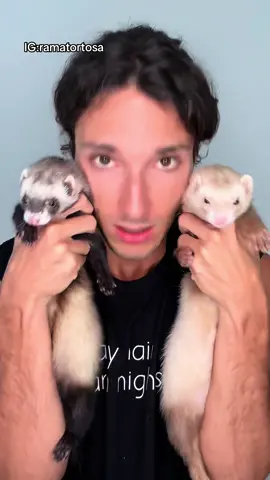 Todo lo que tienes que saber si quieres un Huron Sonic o Boni como el mio ❤️ @Bloom Nutrition #bloompartner #pet #ferret 