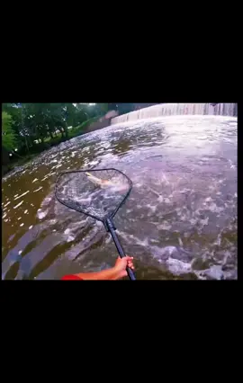 Wading for musky!!! #foryoupage #muskyfishing #spraybombbaitco #piscfunfishing #fish #fyp #shredder 