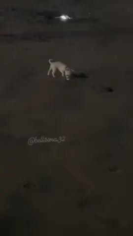 Perrito tan chitititito♥️Salinas ,Playas 🫦🔥👙#parati #Playa #trajedebaño #salinas #ecuador #virals #videos #viralreelsfb #viralreelschallenge #viralinstagram #viralsong #reelsvideoシ #reelsviralシ #reelsviralfb #reelsfyp #guayas #amoloquehago #amorpropio #mujeres #vidasana #vida