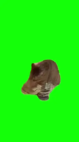 #funnyvideos #capcutvelocity CAT COUNTING CASH. #greenscreensticker #greenscreenvideos #greenscreenoverlaysシ #fypシ #fypシ゚viral #fypageシ #fypppppppppppppppppppppppppppppppppppppppppppppppppppppppppppppppppppppp #fyppage #fypシ❤️💞❤️ #meme #memes #memestagram #freefirememe #memepage #viral #viralvideos #viralreels #viralvideo #viralpost #meme2024 #cat #cats #catsofinstagram #catlover #catmemes #catmeme #trend #trending