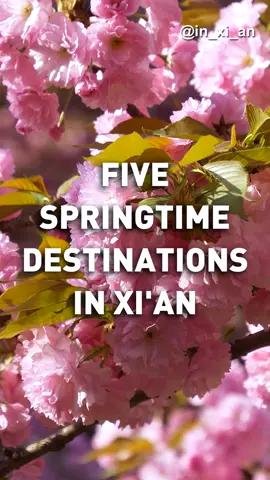 Spring is here, it's time for a refreshing journey! Join us on a virtual tour of five scenic spots in Xi'an perfect for exploring blossoms and spring mountain hikes.W e've got your spring adventure covered. Let's explore together! 🌸🌿 #inxian #lovablexian  #Outings  #Explor   #ScenicSpots #spring #travel #china