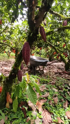 #cacao#finca#merca 
